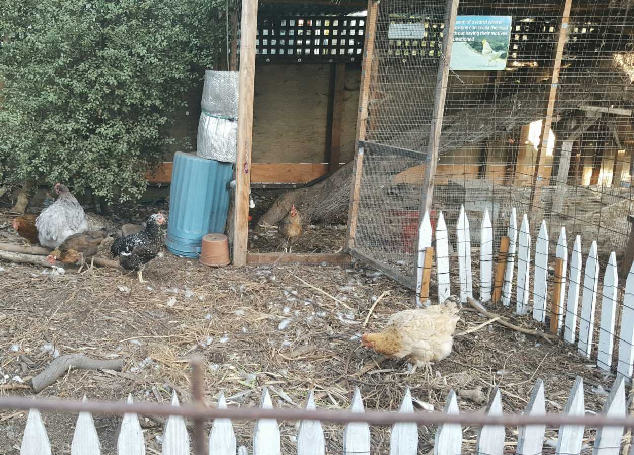 A chicken coop with chickens
