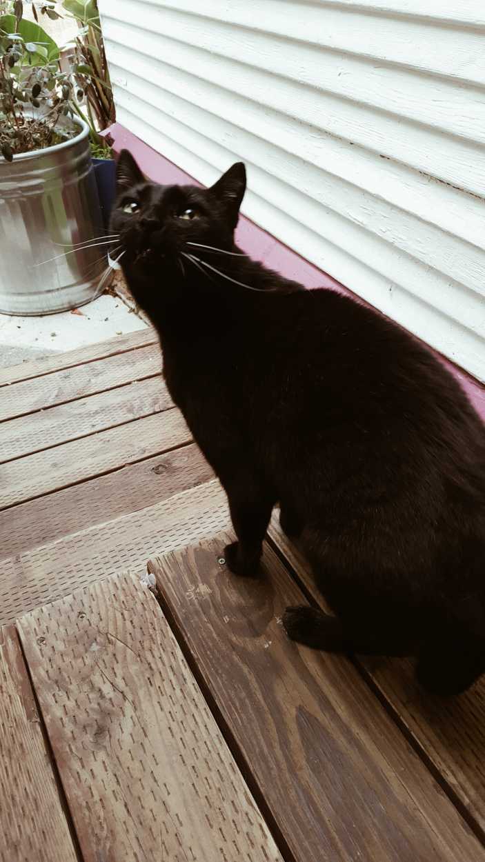 A black cat with long whiskers sits on a wooden step