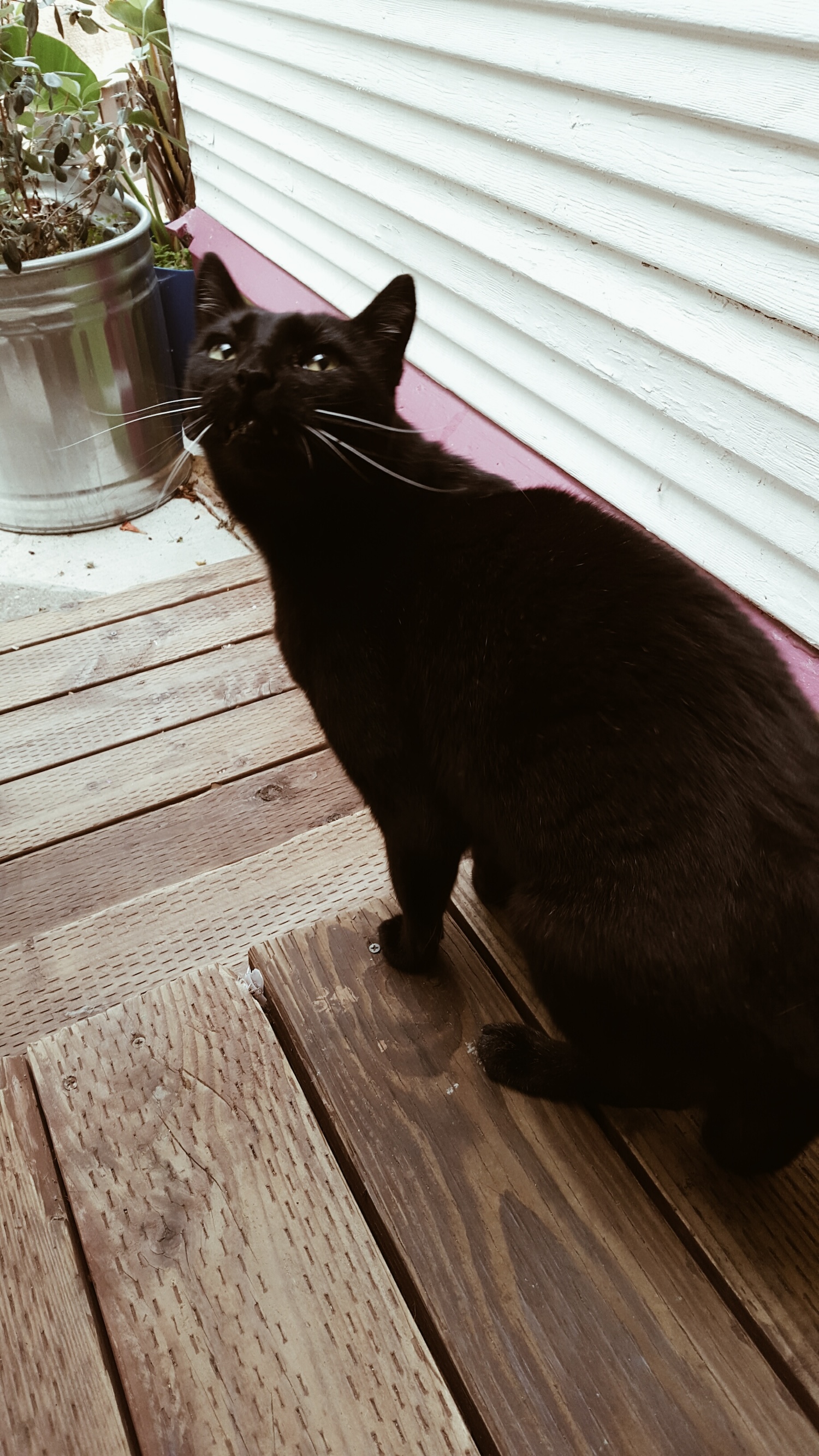 A cat in Oakland, CA