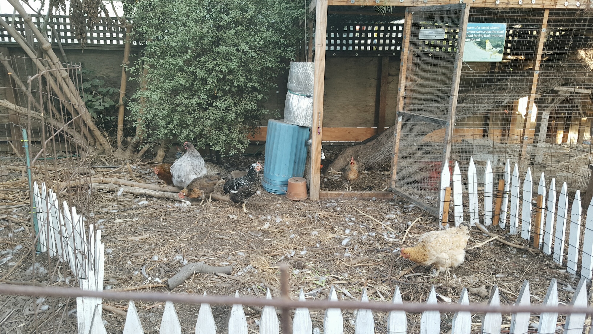 A chicken coop lovingly called Chicken TV