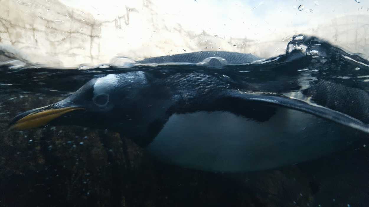 A penguin swims in the water at the Indianapolis Zoo