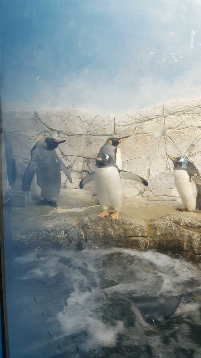A penguin in an exhibit with his head upside down
