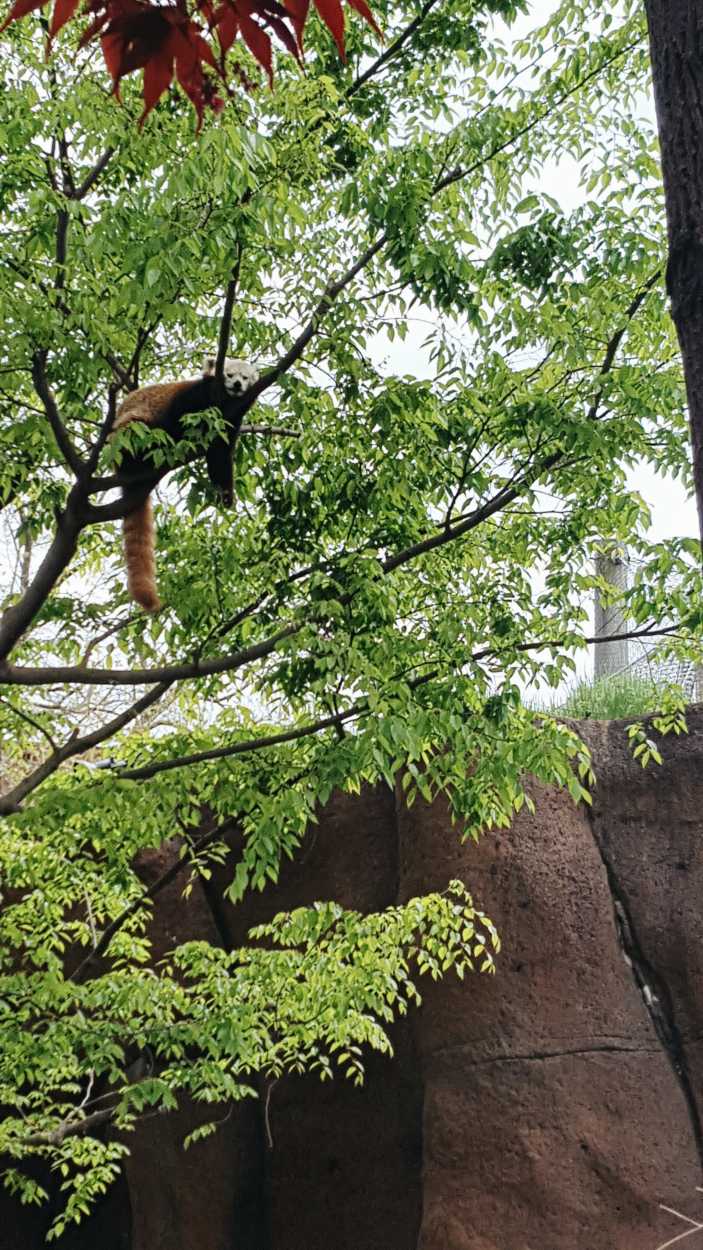 A sleepy red panda in a zoo