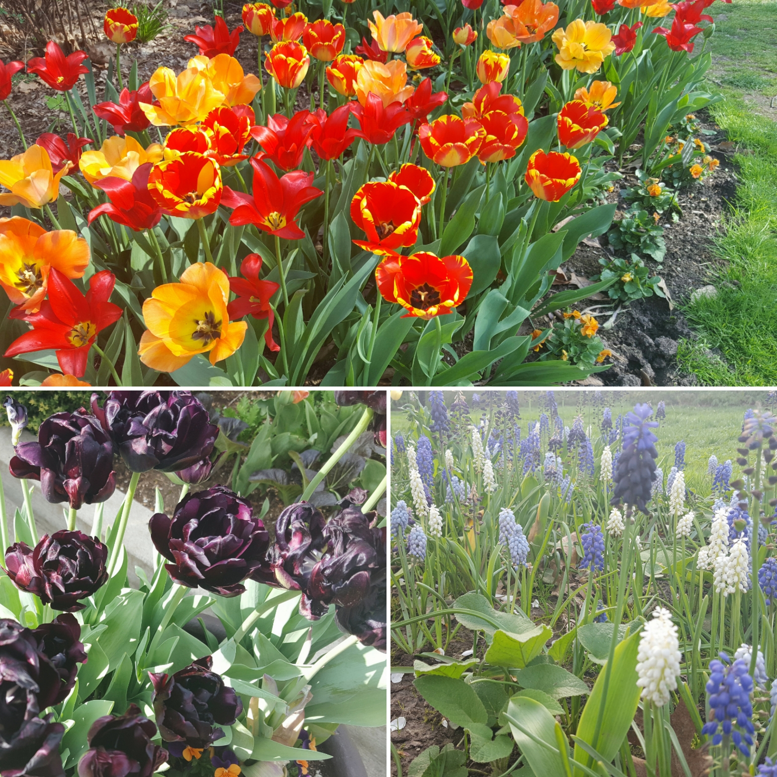 Flowers at the Indianapolis Museum of Art
