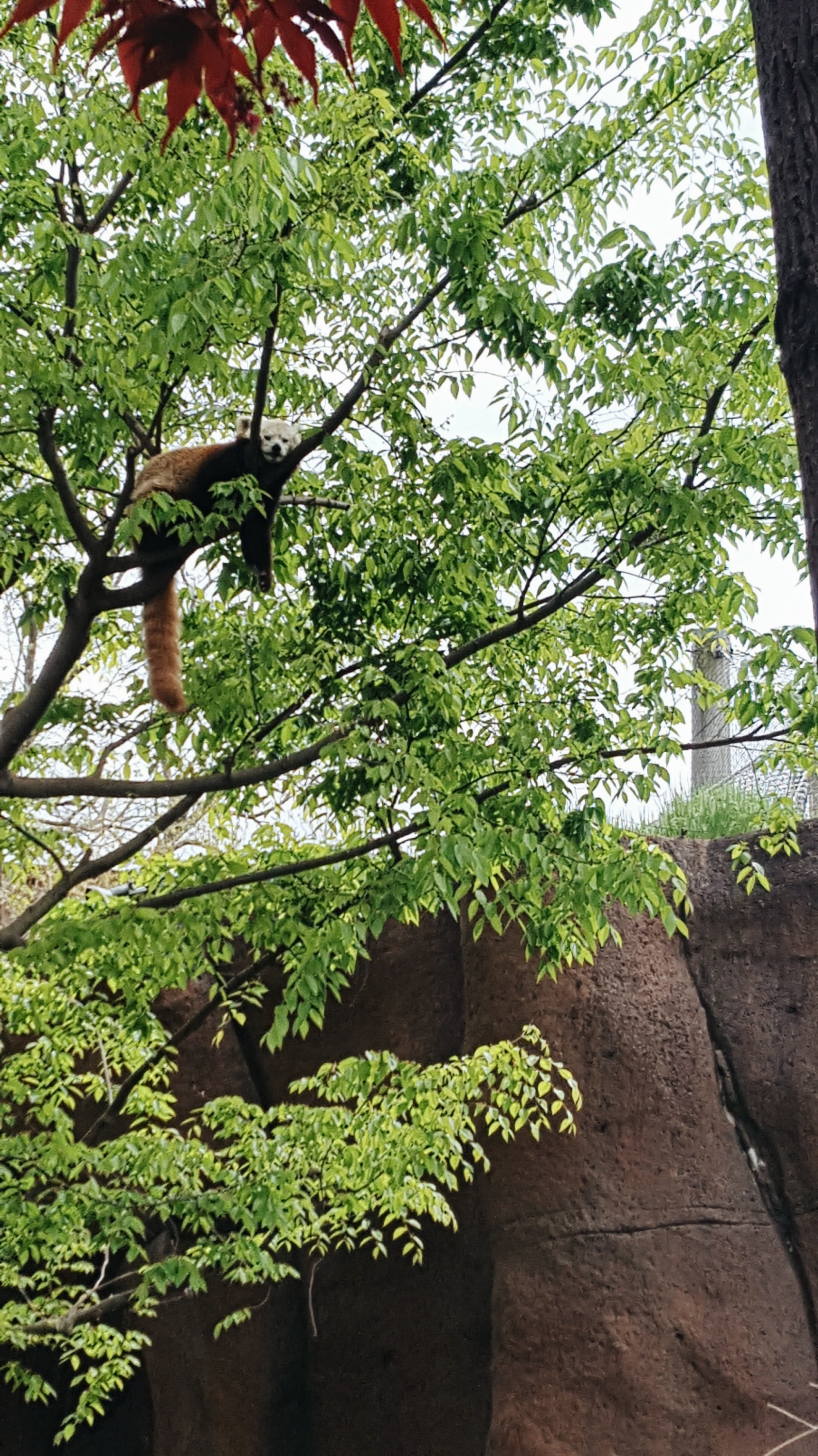 a red panda sleeping in a tree