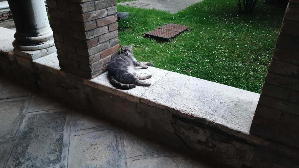 A cat in a courtyard in a hospital in Venice