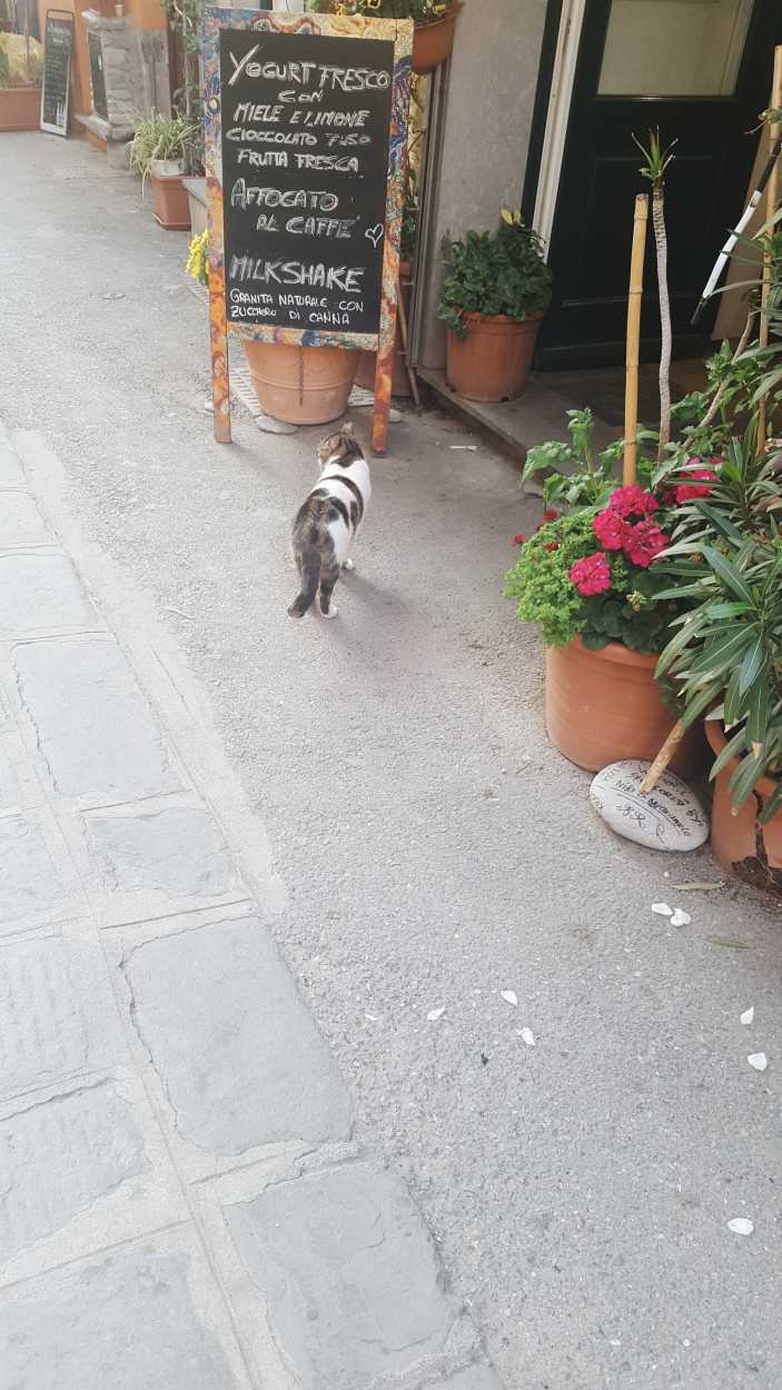 A cat in front of a gelato shop