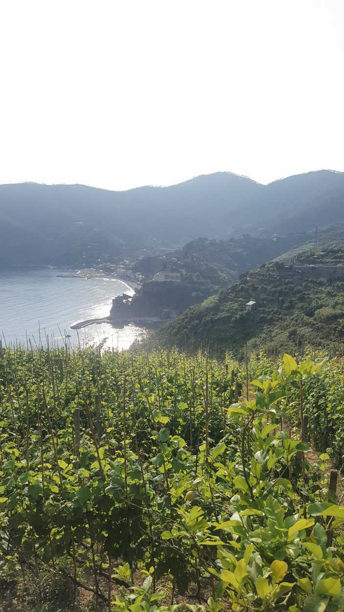 The view back on Monterosso