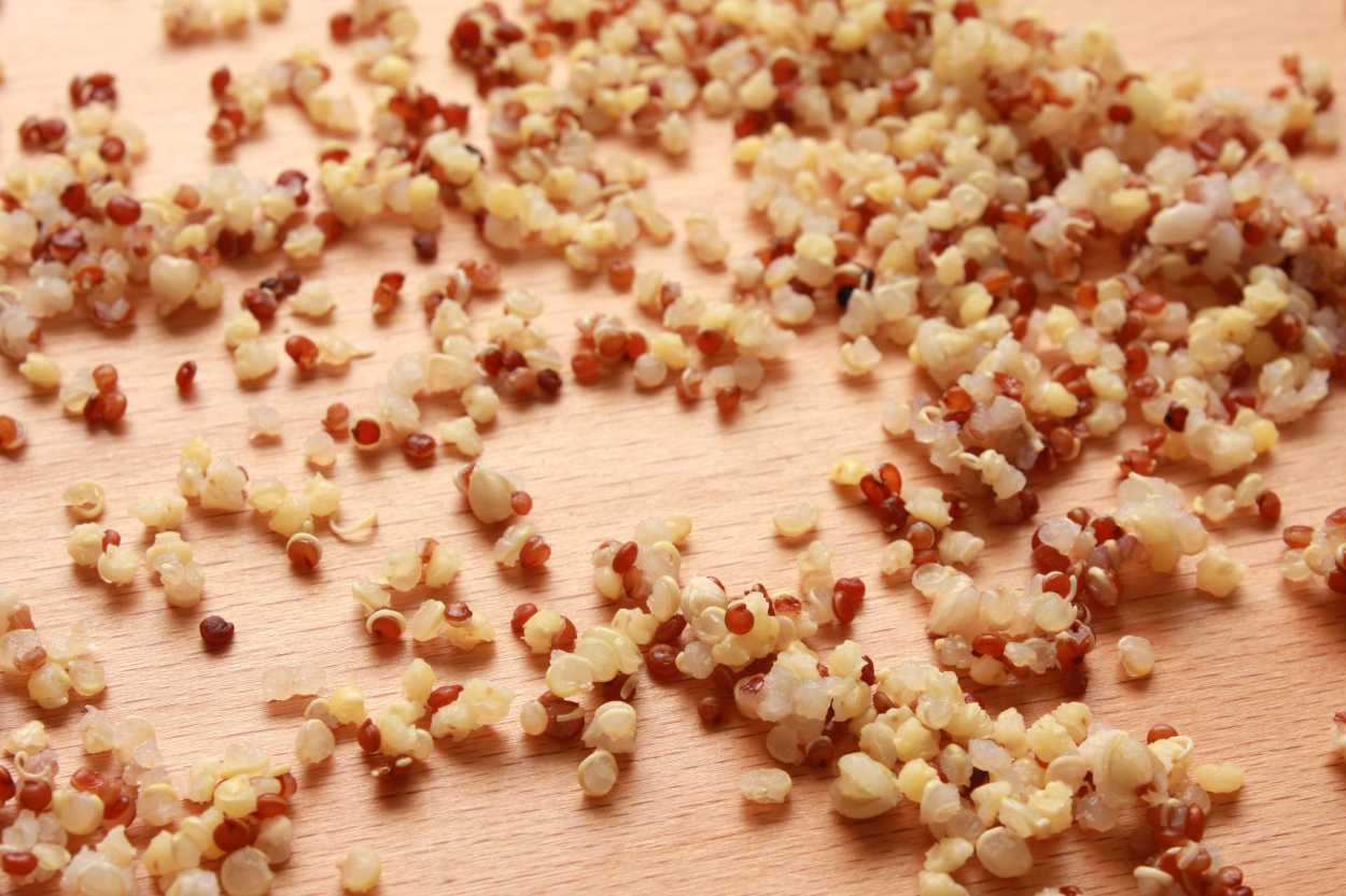 Close-up of quinoa