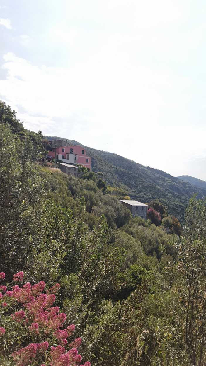 A cliffside in the Cinque Terre