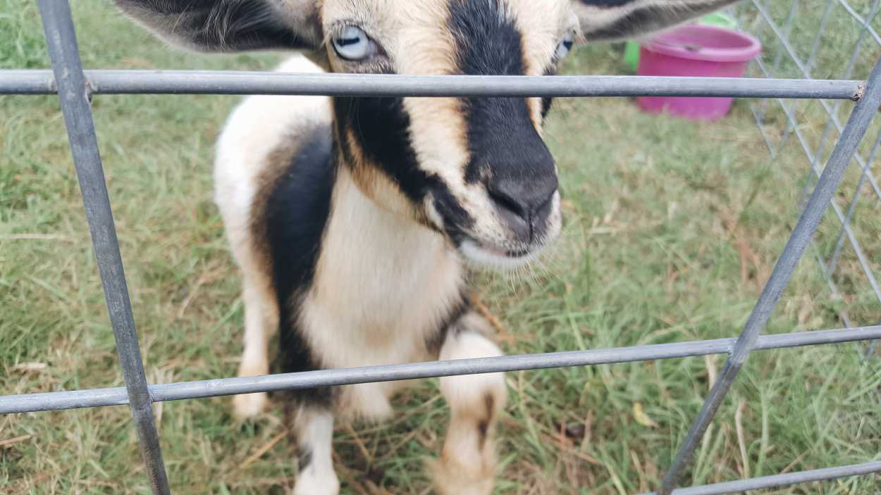A goat behind a fence