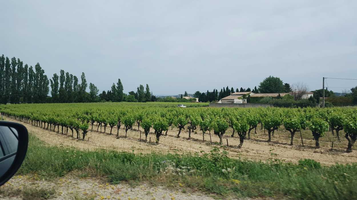 Grapevines in Provence