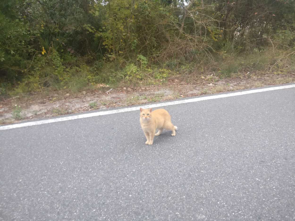 An orange cat in the road at Cedar Key