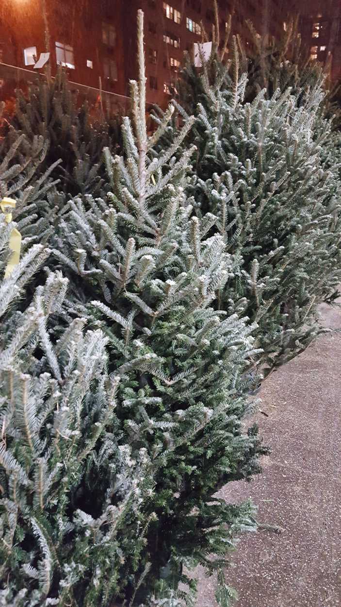 Christmas trees for sale that are coated in snow