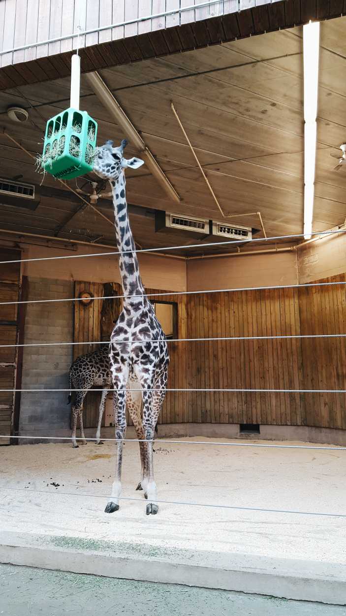 A giraffe eats from a feeder at the Providence Zoo