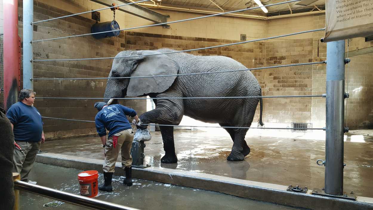 A zookeeper cleans an elephant's foot at the zoo