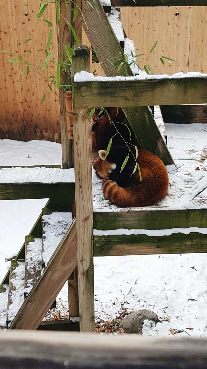 A red panda sleeps in a zoo enclosure