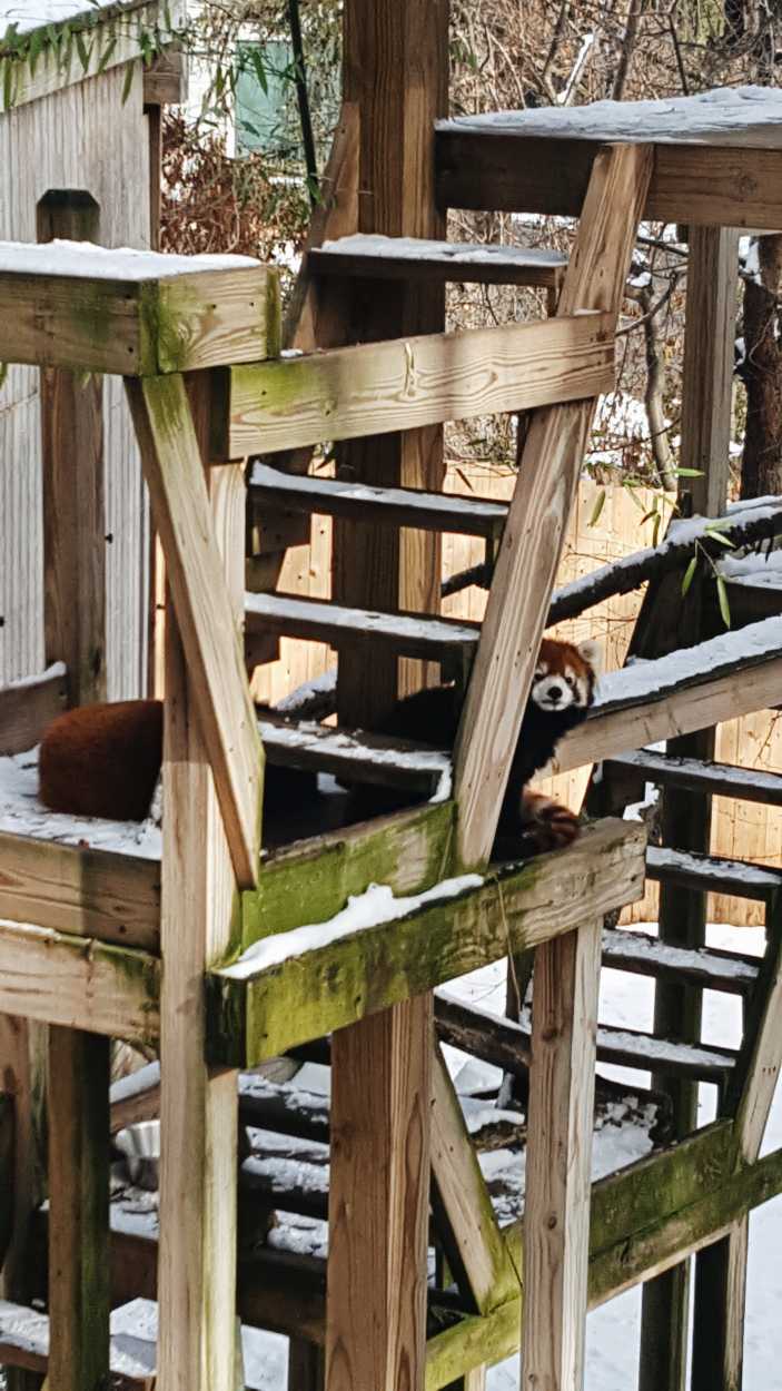A red panda peeks out from a zoo enclosure