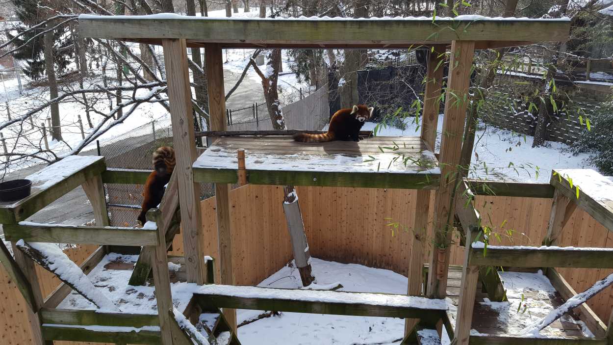 Red pandas in the snow at the zoo