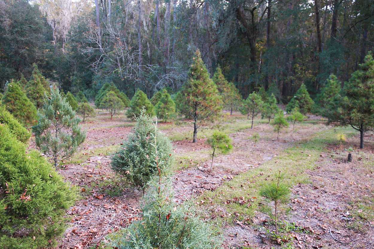 Christmas trees at a Christmas Tree Farm in Gainesville, Florida