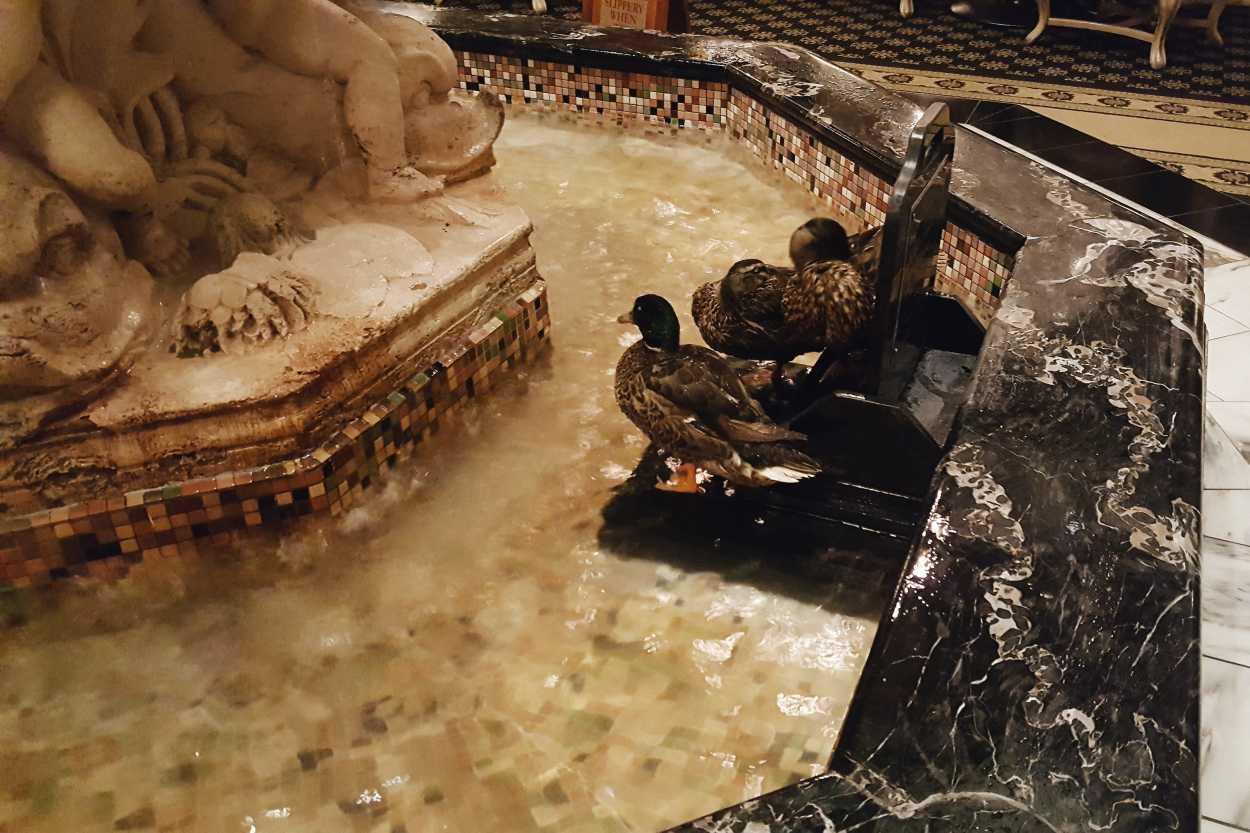 Peabody ducks in the fountain in Memphis