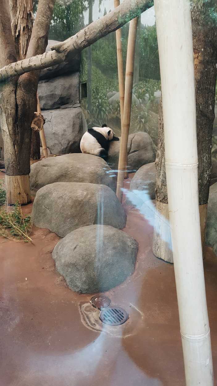 A panda in a zoo enclosure