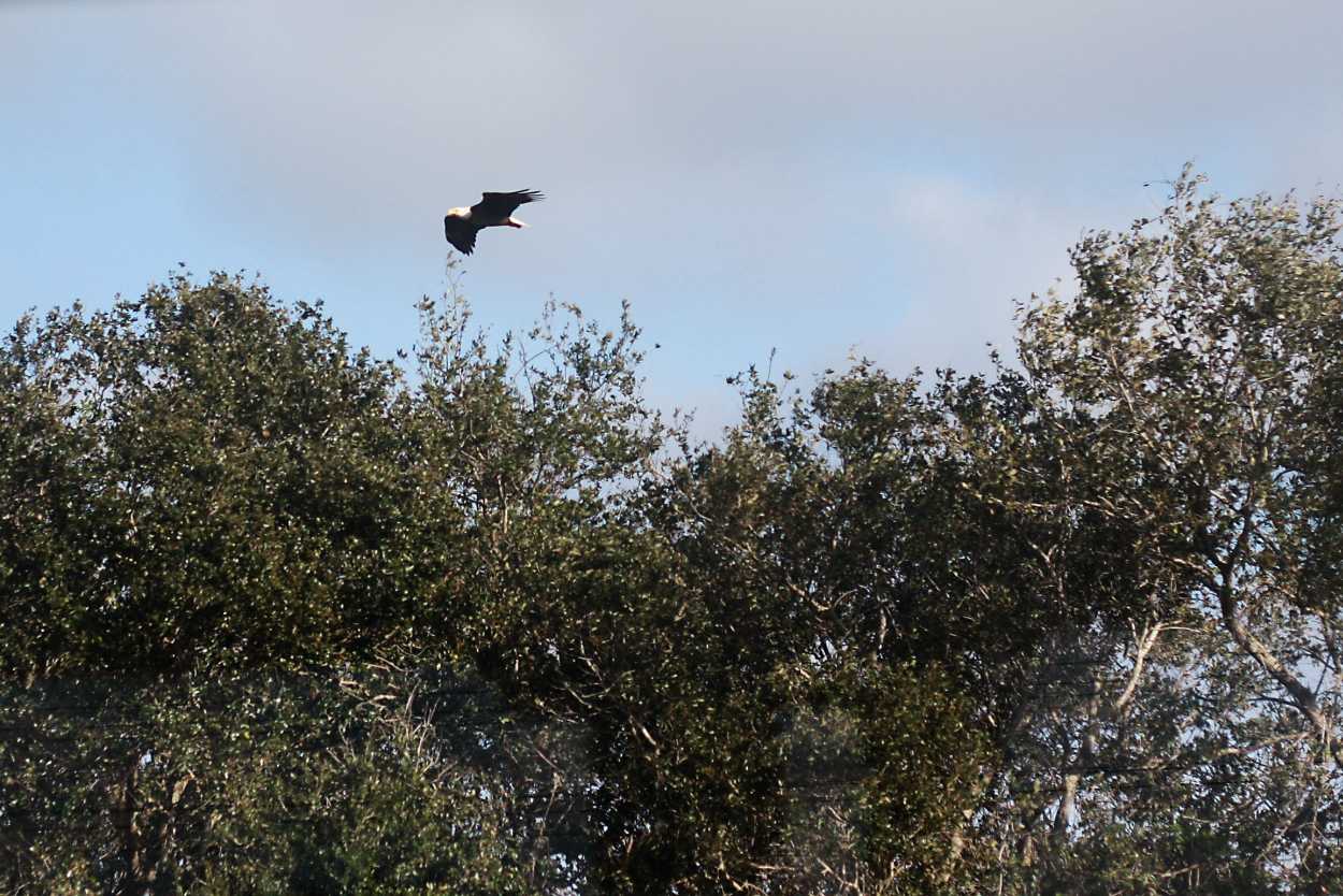 A bald eagle flying at Kennedy Space Center