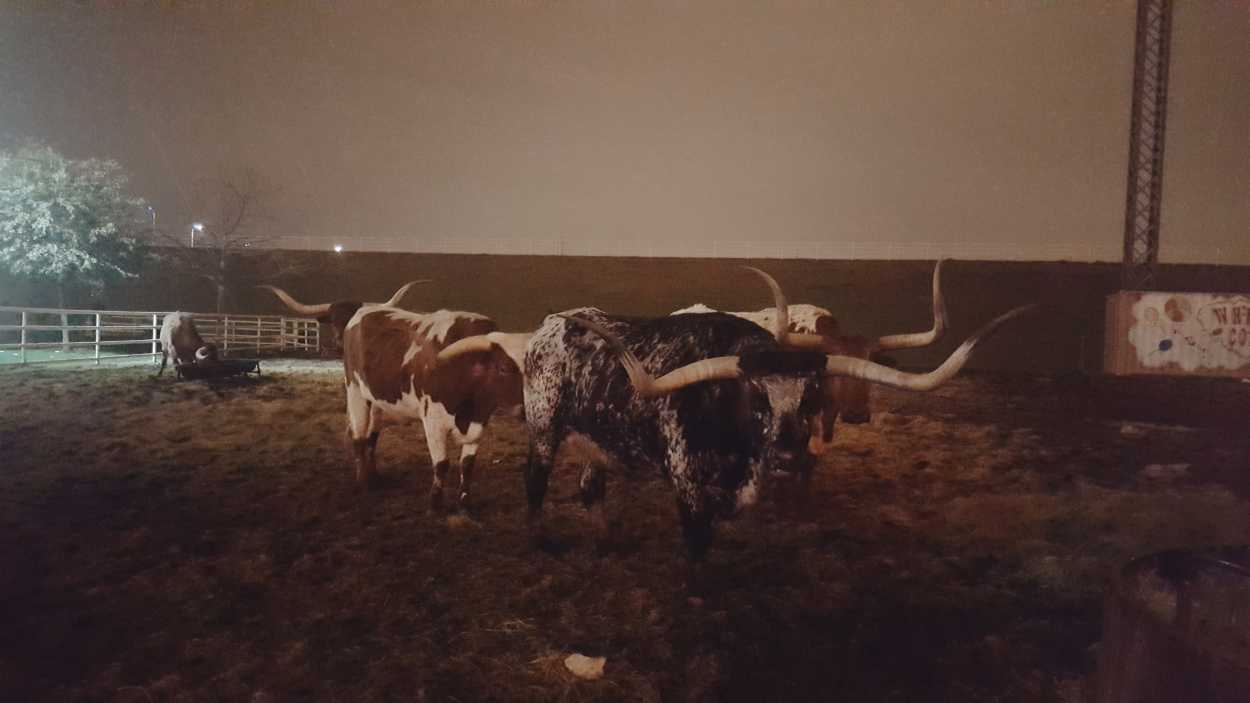 Longhorn cattle in a field at night