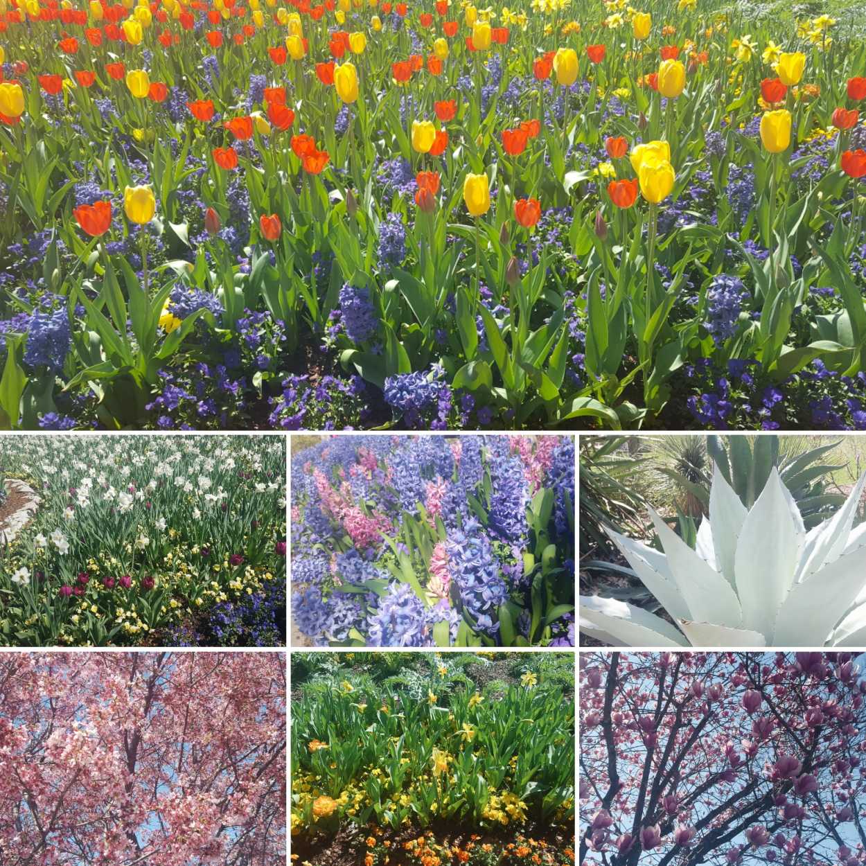 Collage of flowers at the Dallas Arboretum and Botanical Gardens