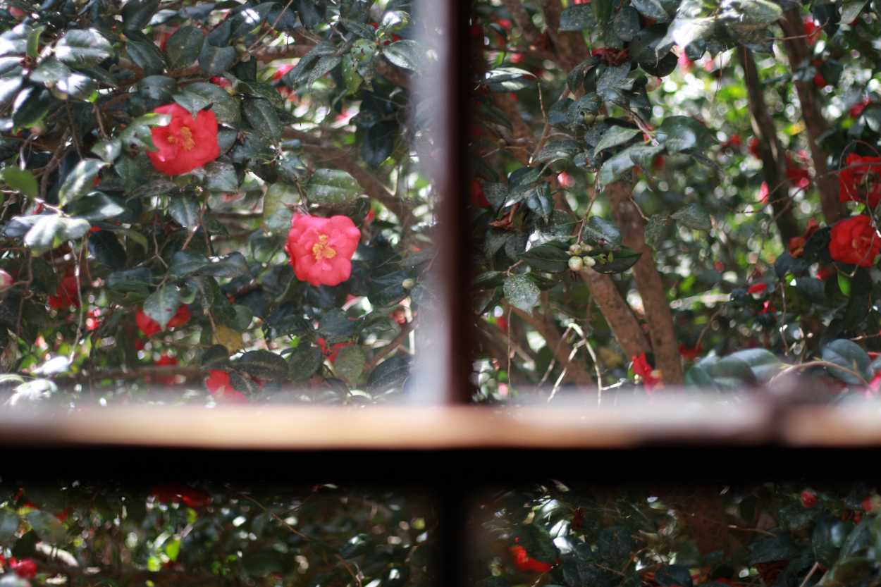 Camelias at the Maclay House