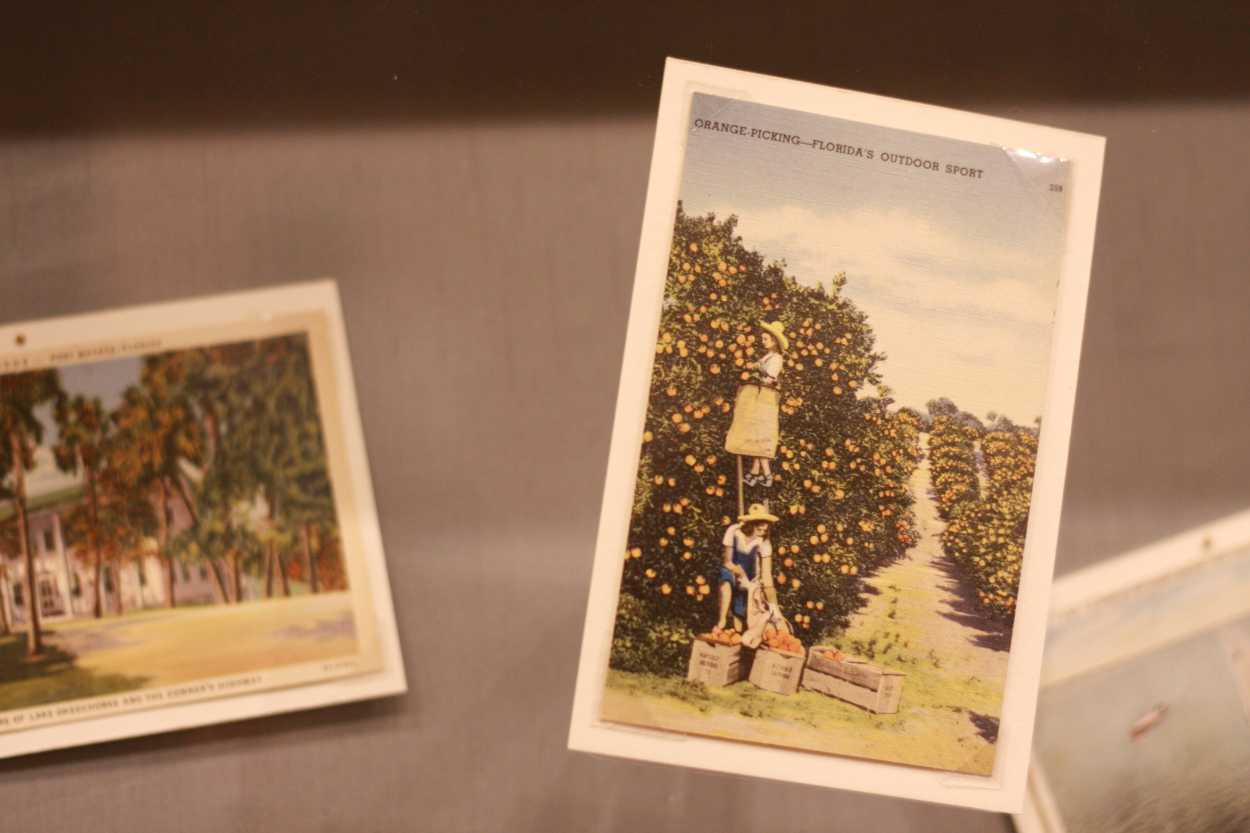 An old postcard that reads "Orange Picking - Florida's outdoor sport"