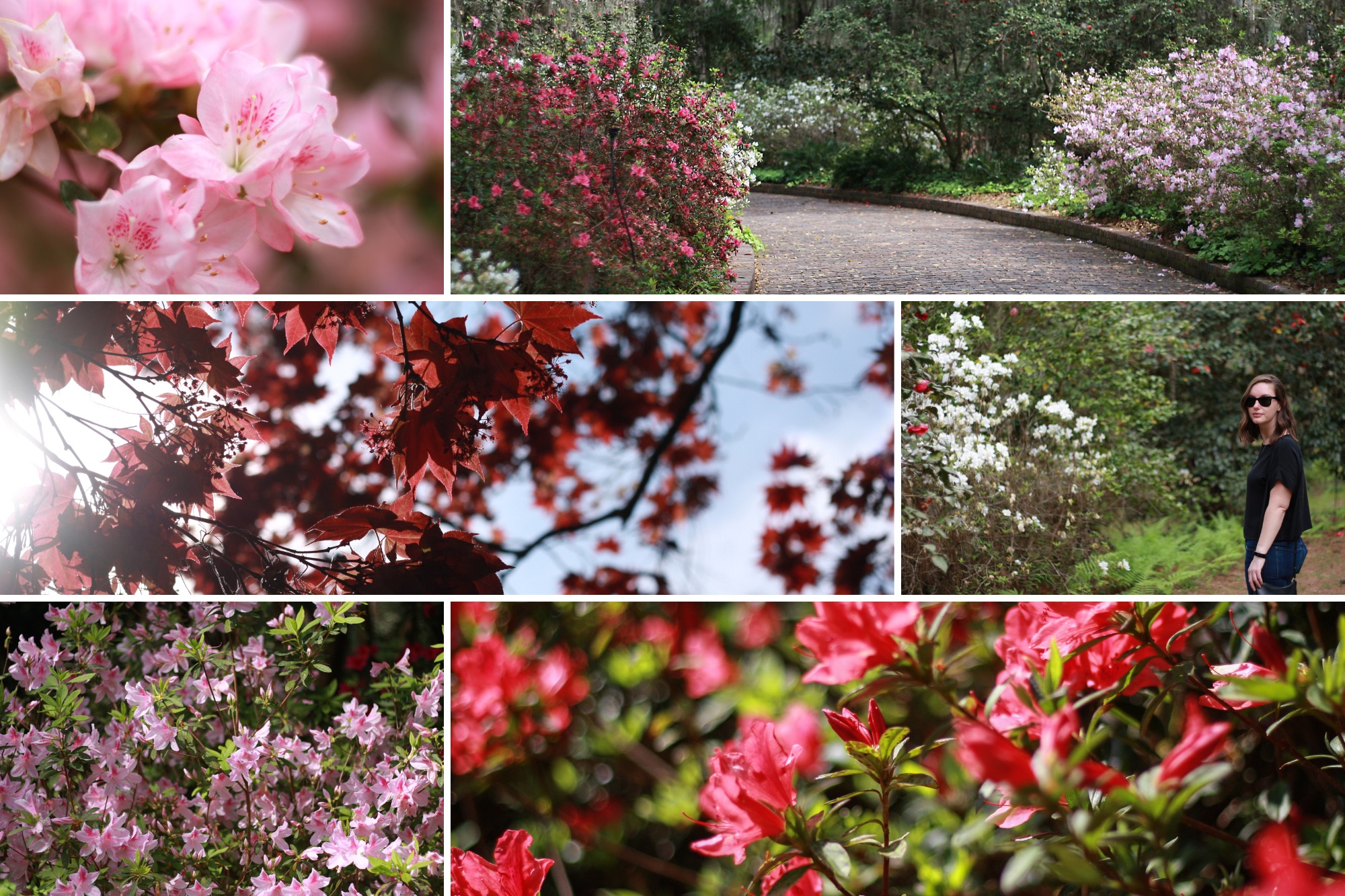 Collage of flowers at Maclay Gardens 