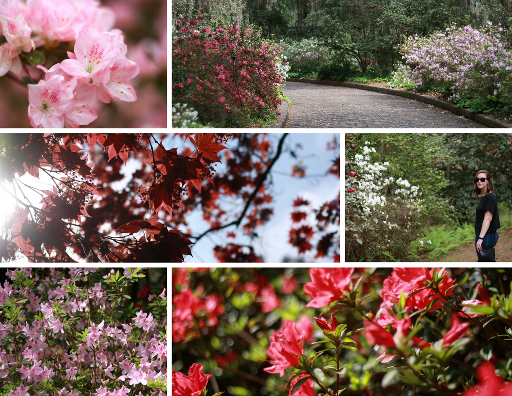 Collage of flowers at Maclay Gardens 