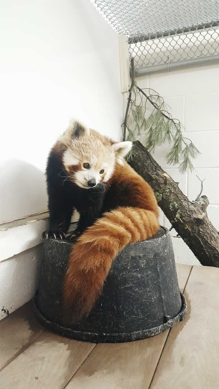 A red panda named Amber
