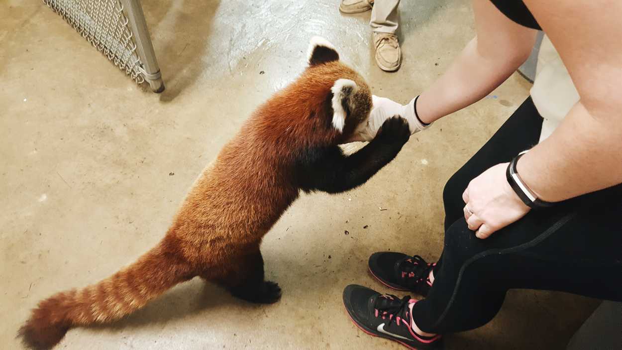 Alyssa feeds a red panda named Junjie