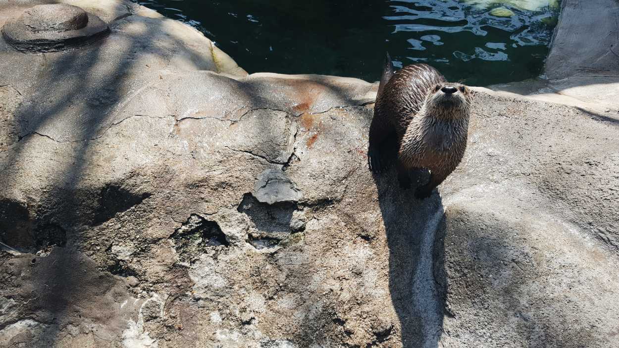 An otter in the zoo enclosure