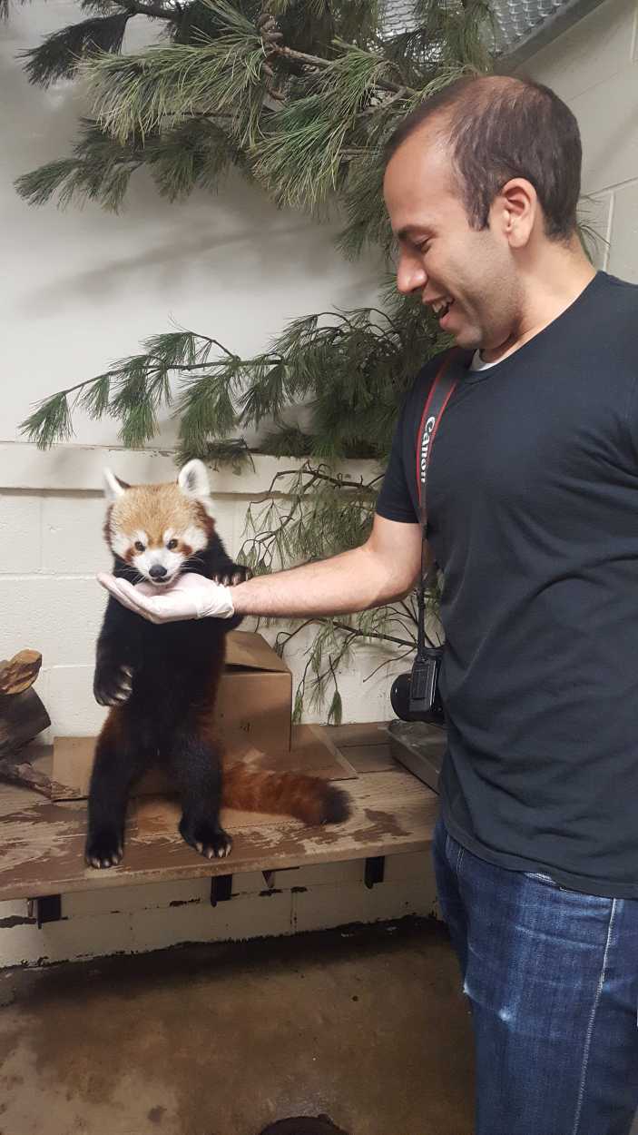 Michael feeds a red panda