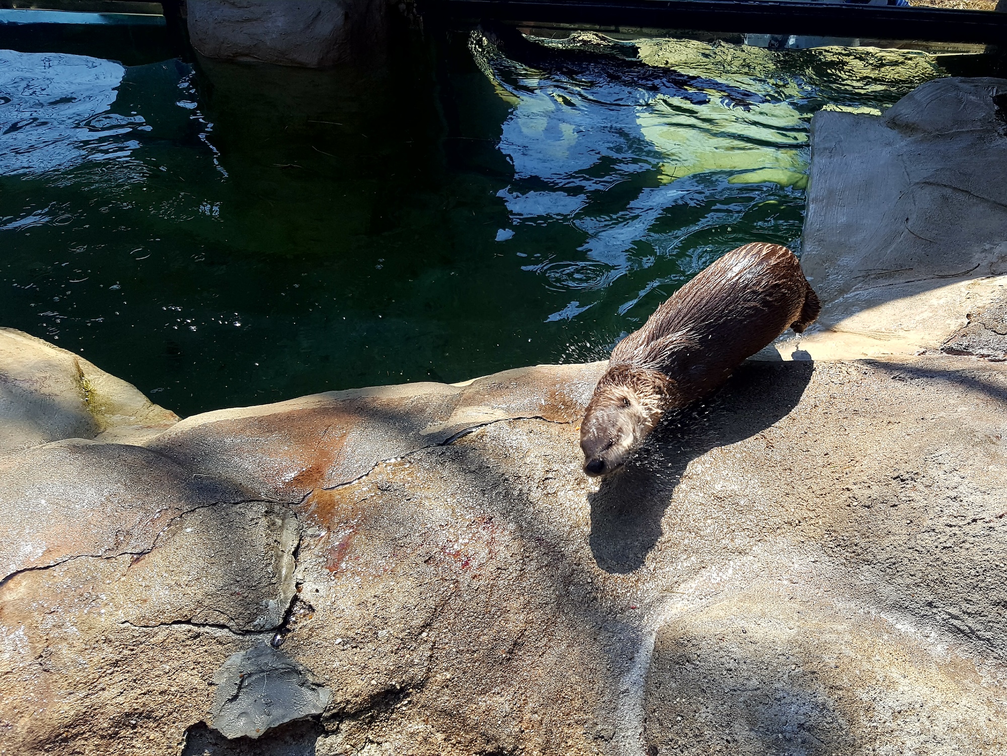 An otter shakes off water at Oglebay