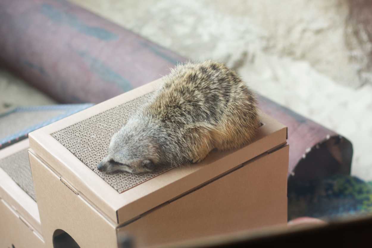 A prairie dog sleeps on a box in an enclosure