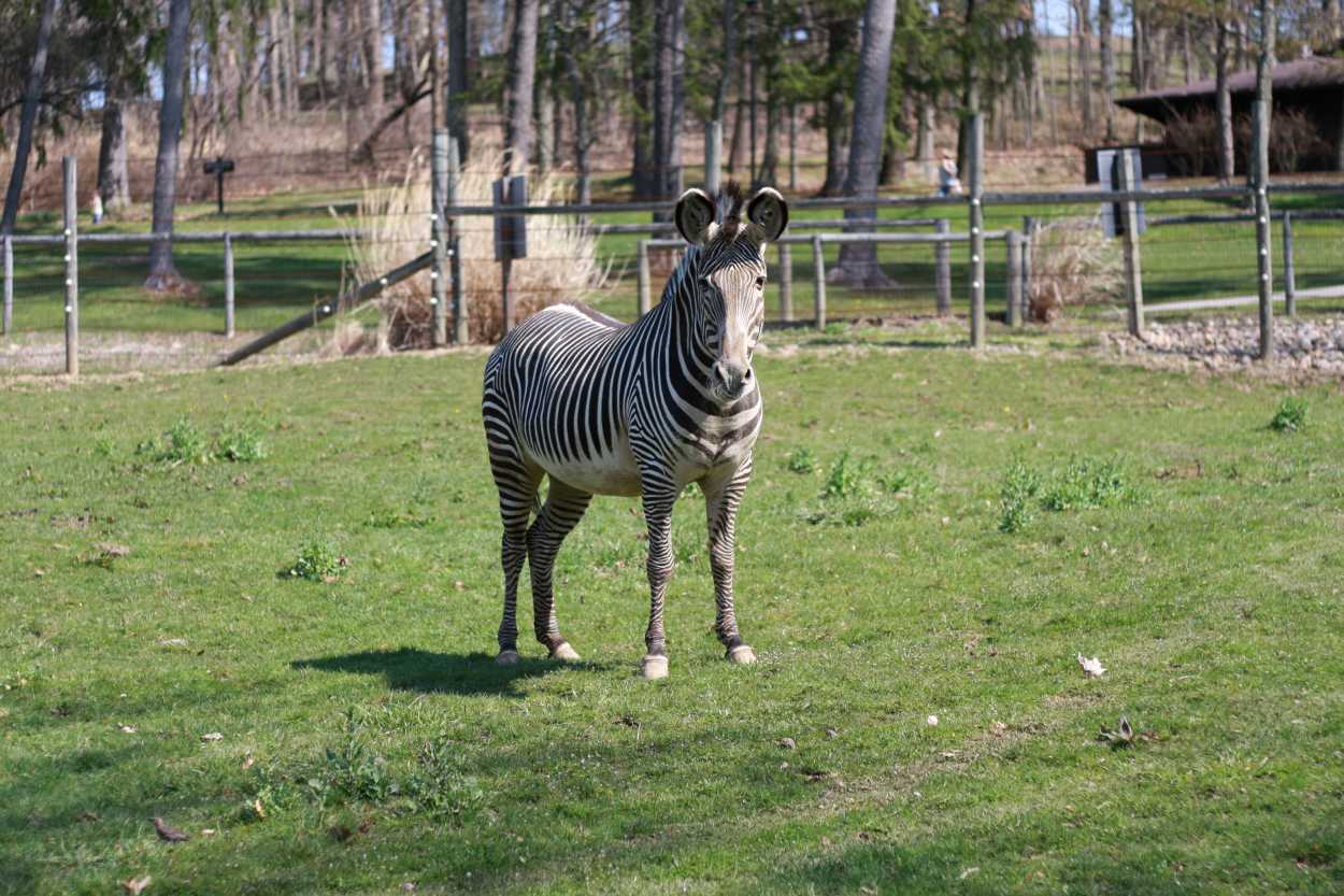 A zebra looks at the camera in a photo
