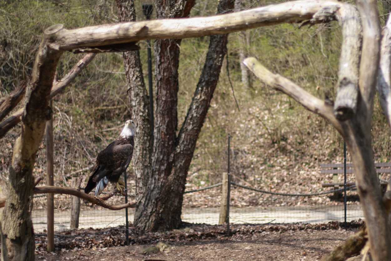 A Bald Eagle in an enclosure at the zoo