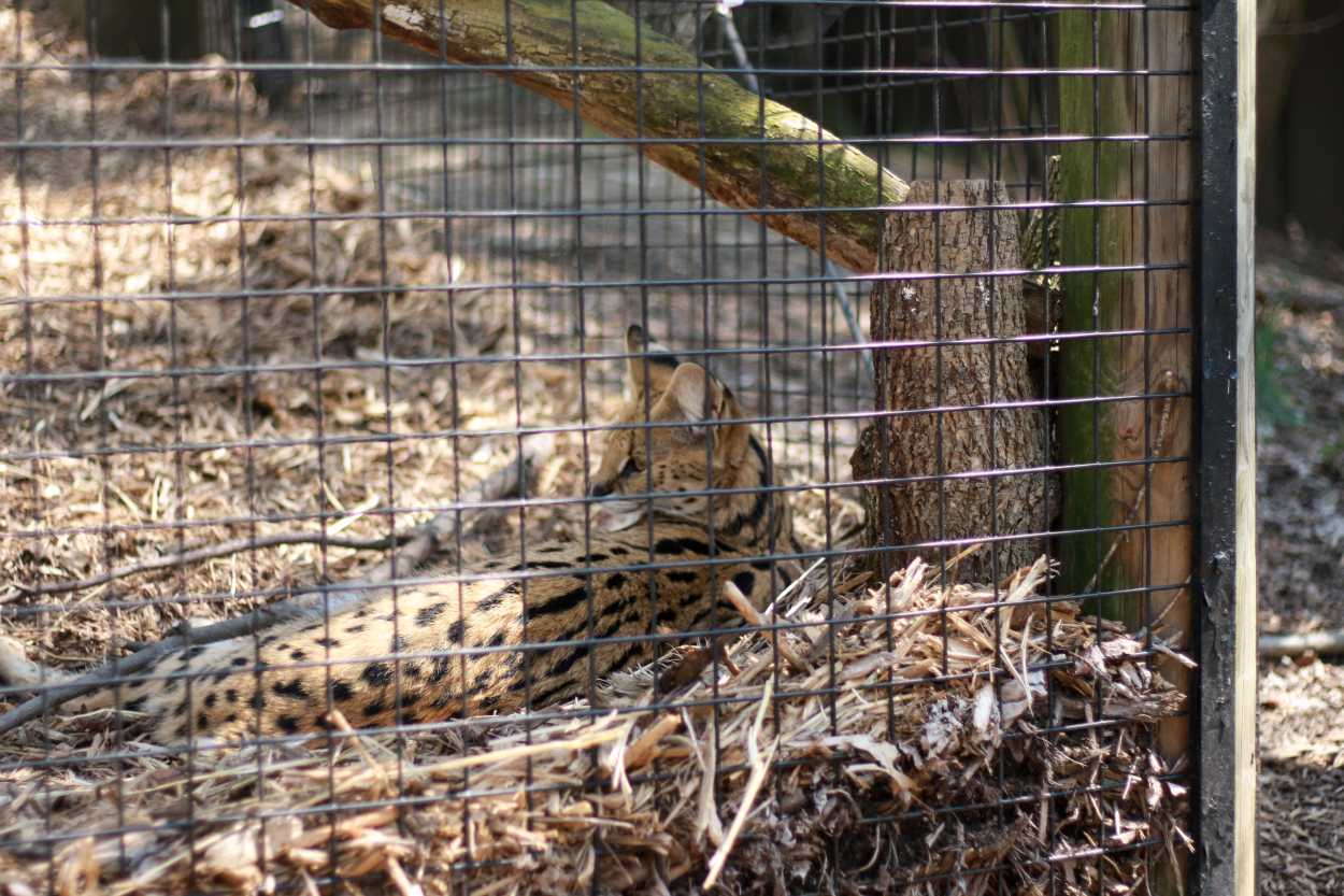 A Serval cat in an enclosure
