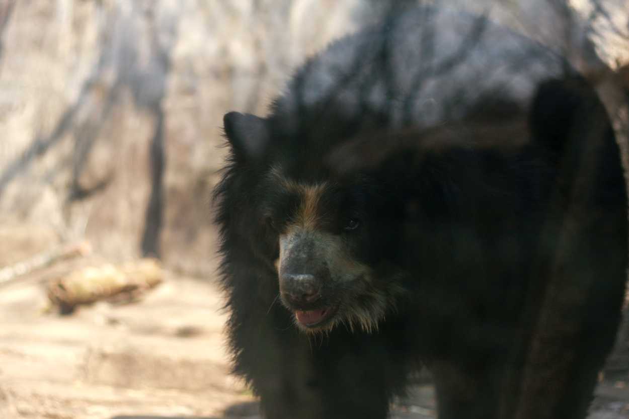 A Spectacled Bear at Oglebay Good Zoo