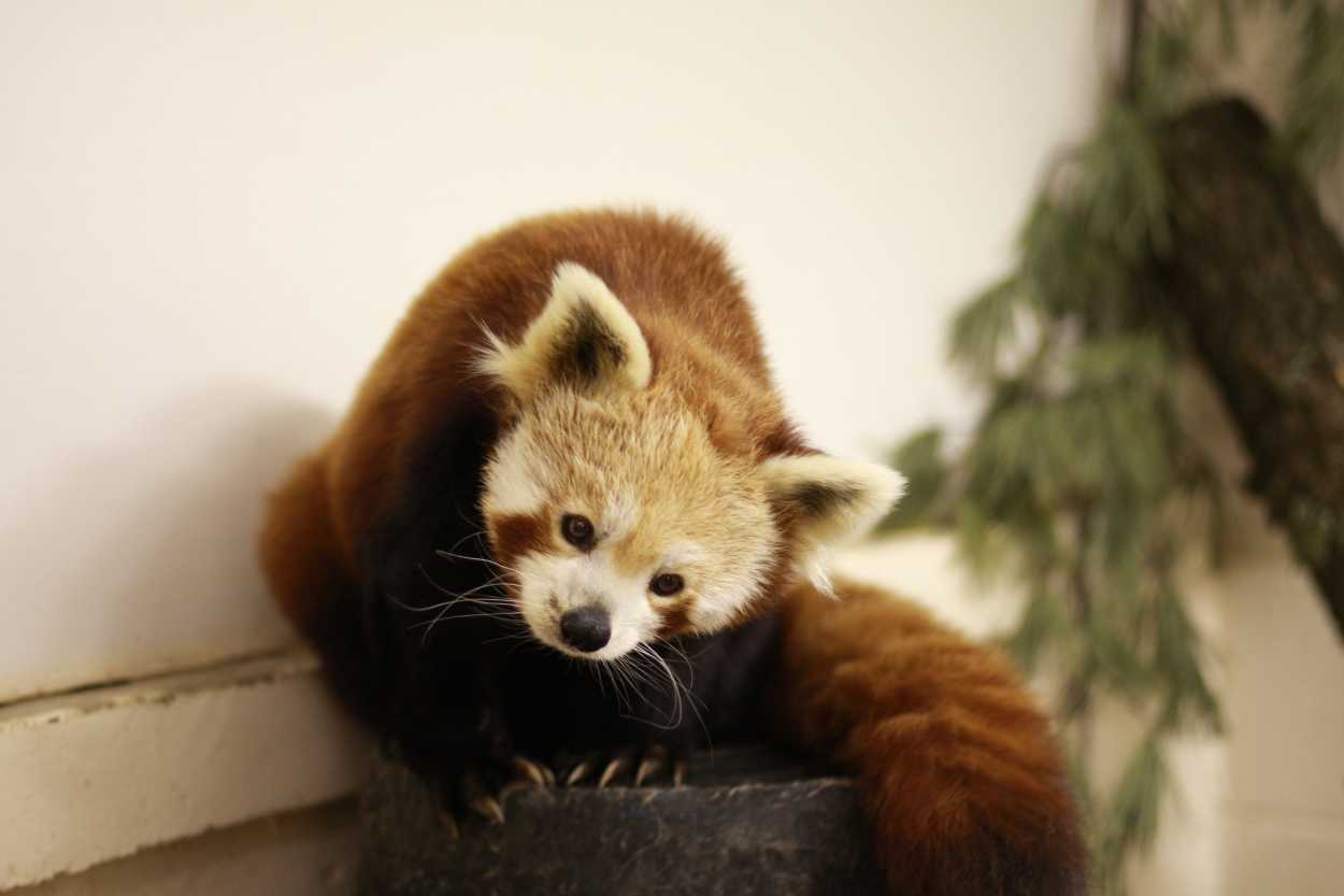 A cute red panda named Amber at the encounter
