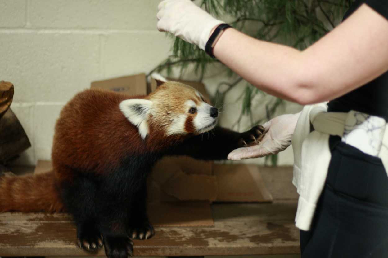 Alyssa holds a red panda's paw