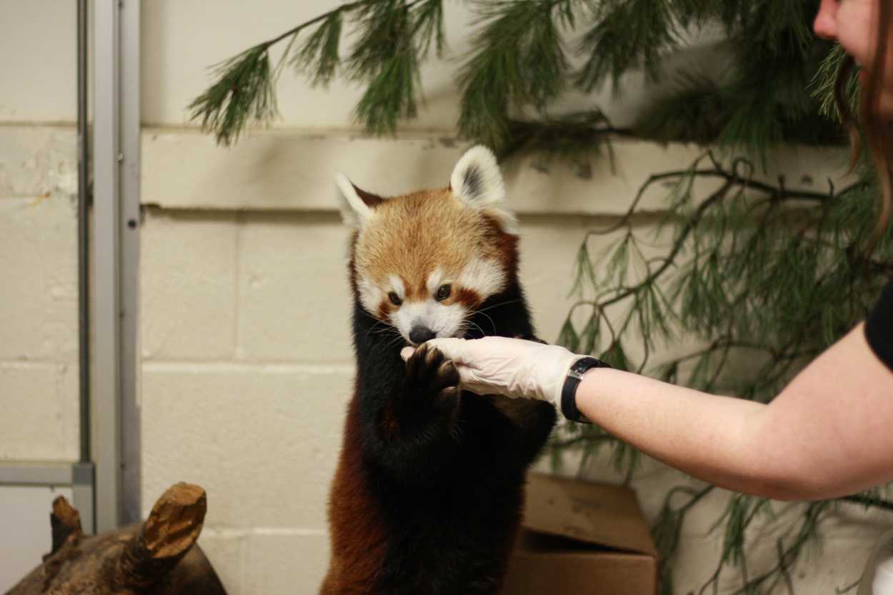 Junjie the Red Panda holds Alyssa's hand while she feeds him