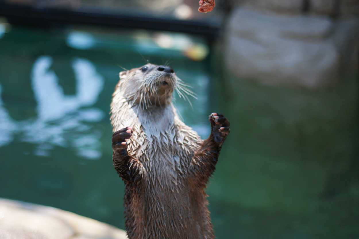A hunk of fish is tossed to an otter during an animal encounter