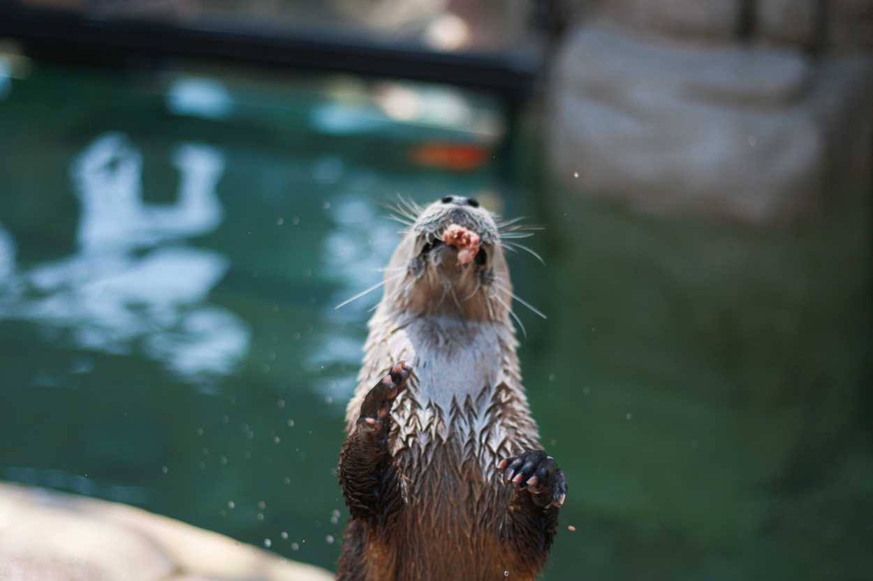 An American River Otter catches a chunk of fish in its mouth