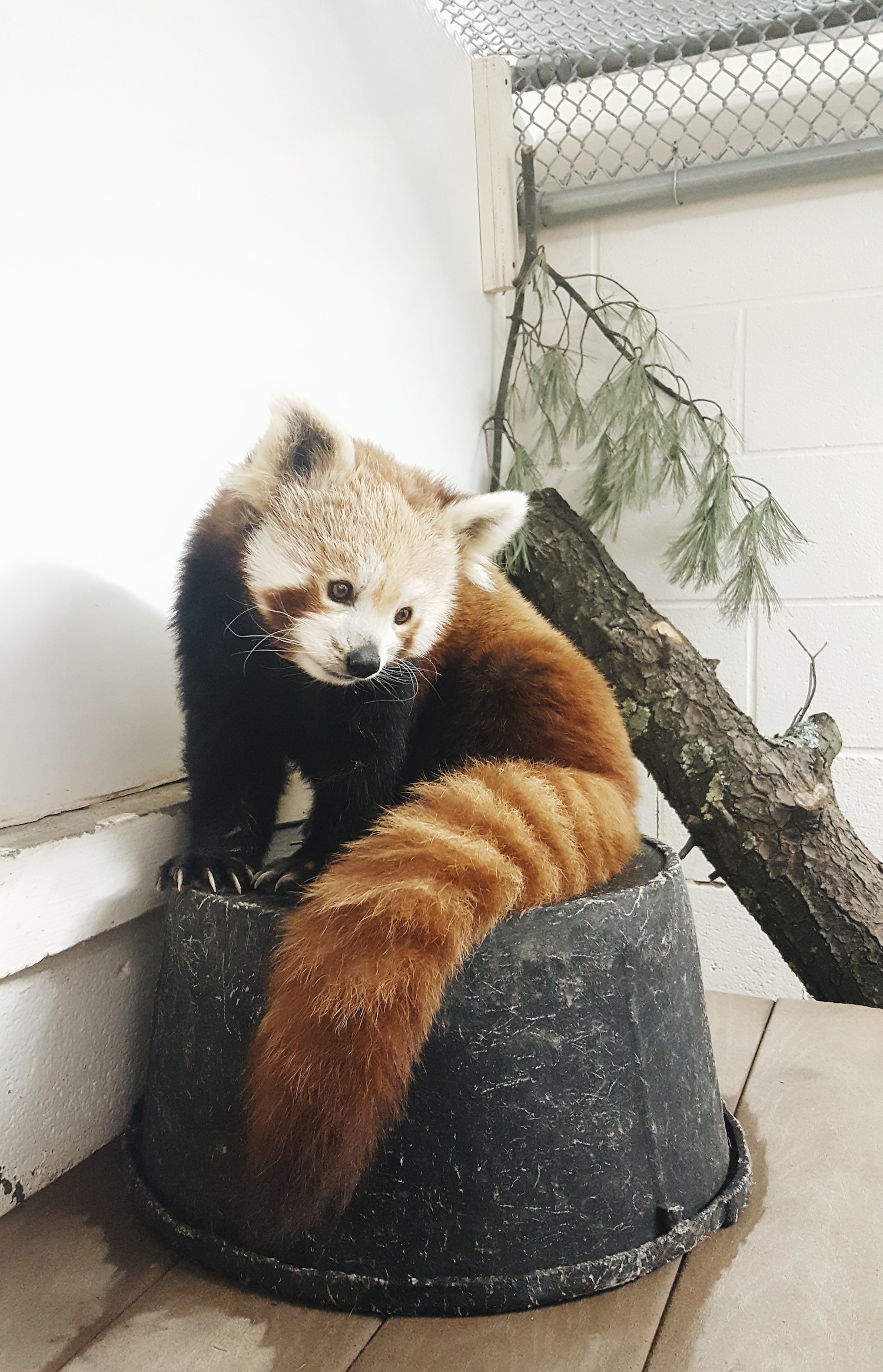 A red panda named Amber At Oglebay
