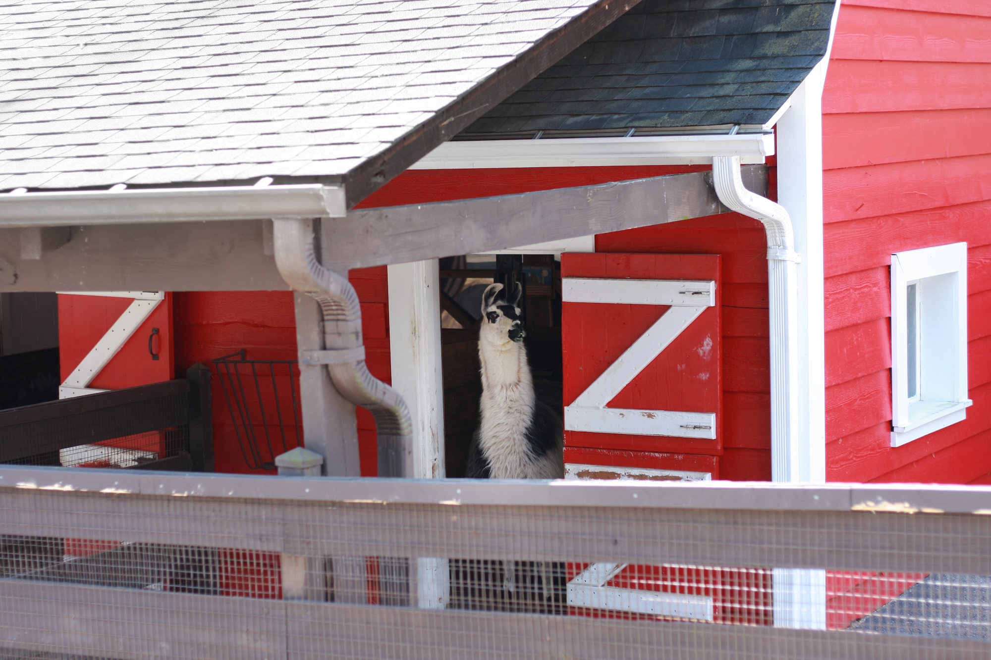 A llama (alpaca? I can never tell the different) at Oglebay